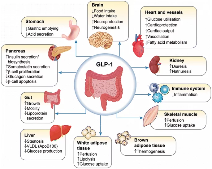 modere glp 1 reviews LifeVantage MindBody GLP-1 System Review: Get Real Results Naturally