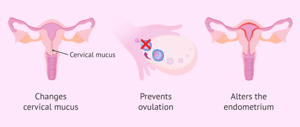 Contraceptive Pills: Everything You Need to Know in Malaysia 3 How Contraceptive Pills Work