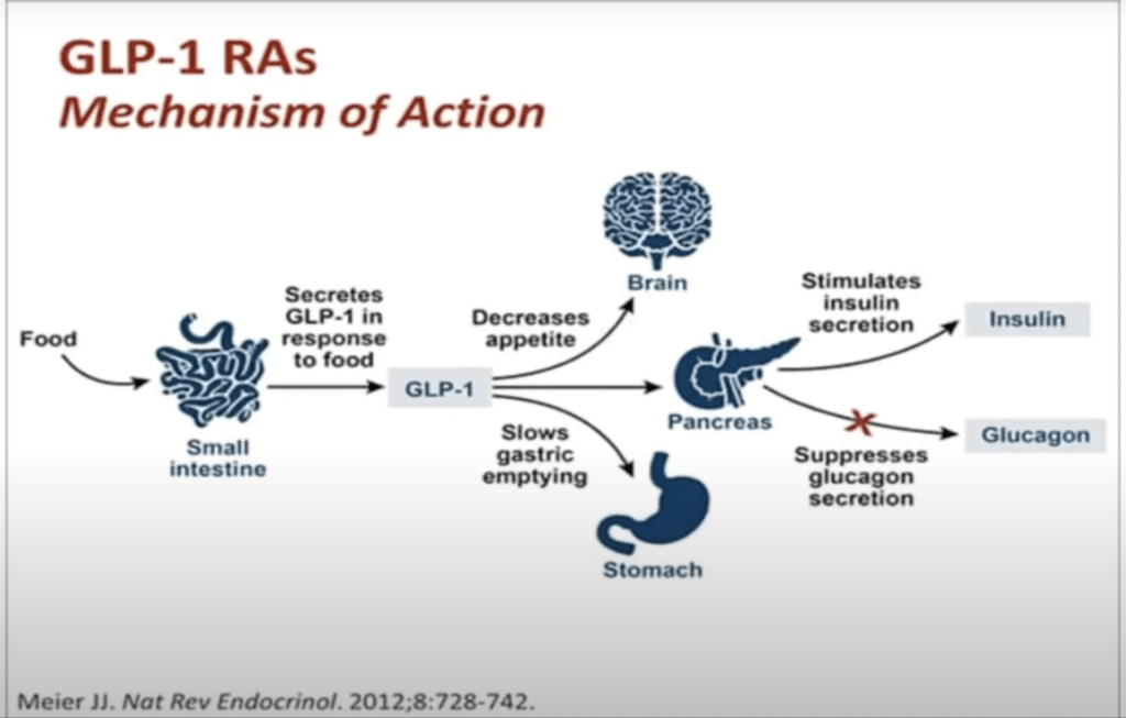 Saxenda Mechanism of Action