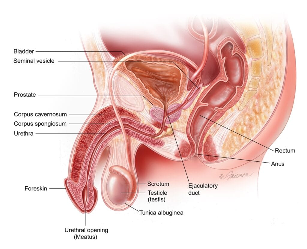 ejaculation disorder malaysia