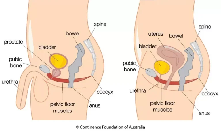 pelvic floor muscles kegel therapy exercise malaysia