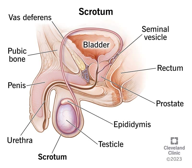 penis diagram penile rash malaysia