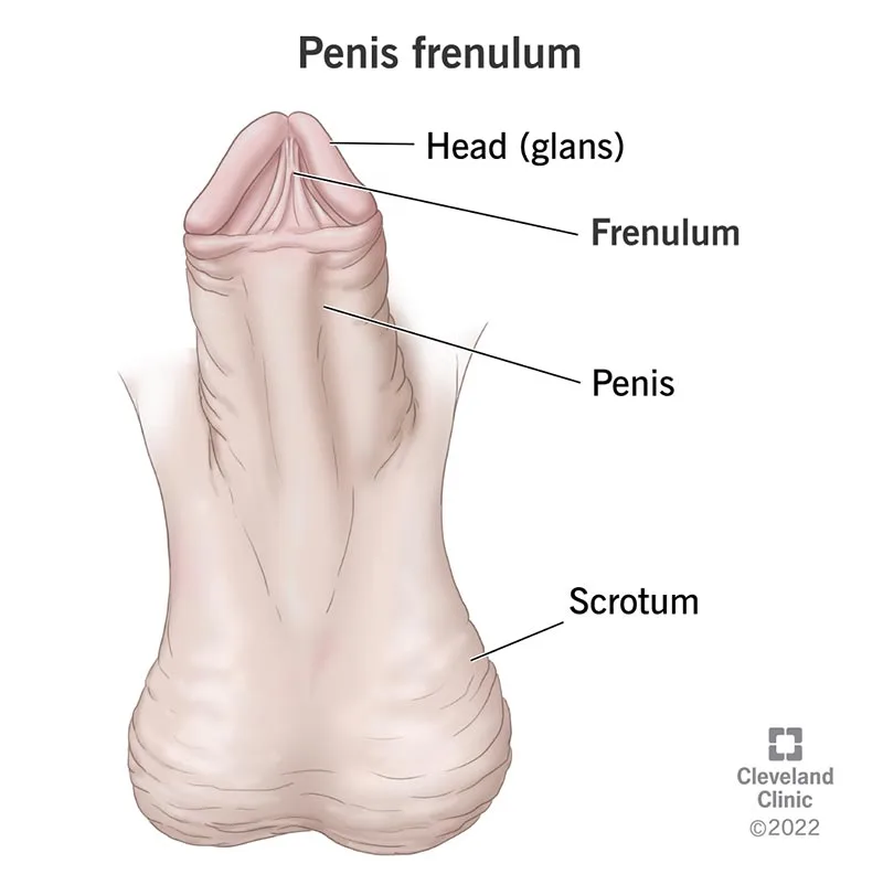 penis frenulum breve malaysia
